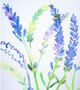 Crabtree & Evelyn Lavender