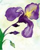 Crabtree & Evelyn Iris