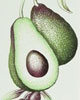 Crabtree & Evelyn Avocado, Olive & Basil