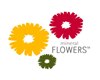 Mineral Flowers