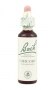Bach Original Flower Remedies 20ml - Chicory