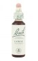 Bach Original Flower Remedies 20ml - Gorse