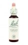 Bach Original Flower Remedies 20ml - Vervain