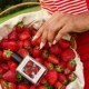 Strawberry Jam Eau de Parfum