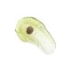 Matcha Bubble Tea Scrub