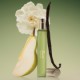 Rare Beginnings - Eau de Parfum Mini