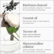 Scalp Revival™ Charcoal + Coconut Oil Micro-Exfoliating Shampoo Travel Size