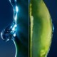 Sauvage The Serum - Face Serum Powered by Cactus for Men