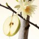 Rare Fragrance Layering Balm Fruity Pear