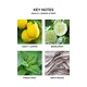 NEST New York Amalfi Lemon & Mint Votive Candle 57g